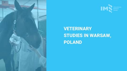 Veterinary studies in Warsaw Poland 1