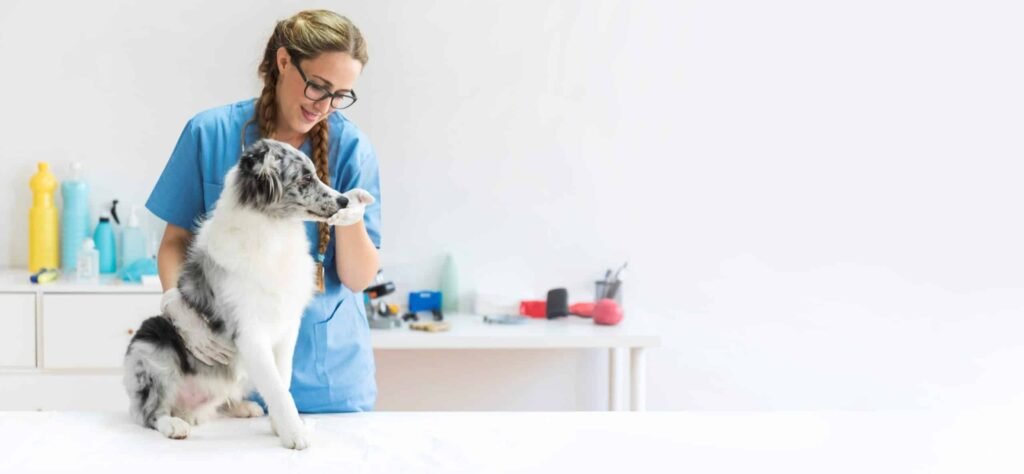 לימודי.וטרינריה.בחול.באנגלית